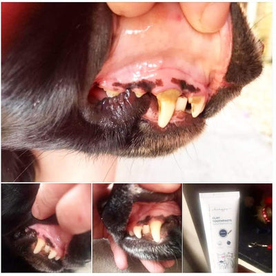 Glinena zobna krema za pse in mačke